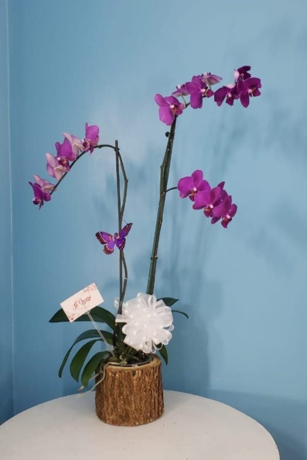 Mata de Orquidea MOFG